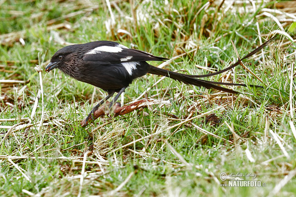 Elsterwürger (Urolestes melanoleucus)