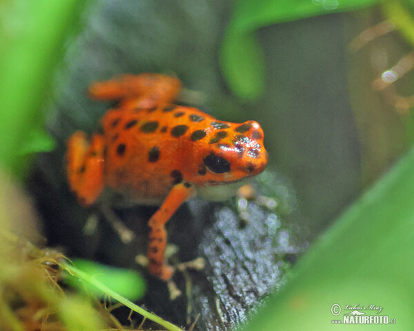 Erdbeerfrösch (Dendrobates pumilio)