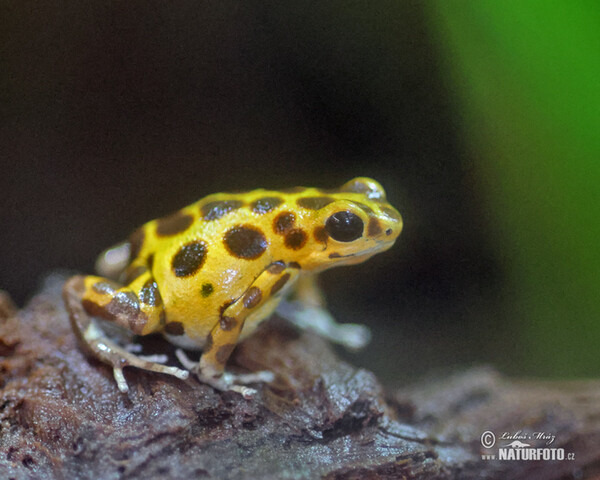 Erdbeerfrösch (Dendrobates pumilio)