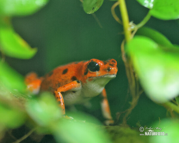 Erdbeerfrösch (Dendrobates pumilio)