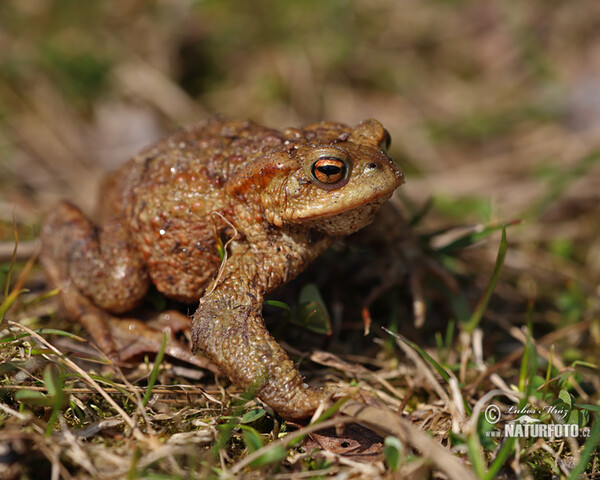 Erdkröte (Bufo bufo)