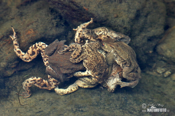 Erdkröte (Bufo bufo)