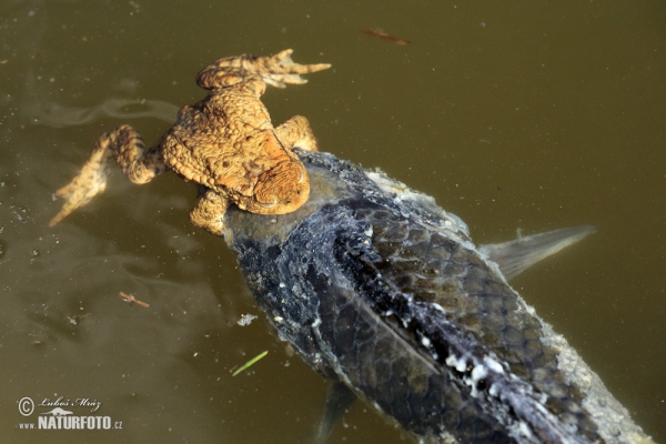 Erdkröte (Bufo bufo)