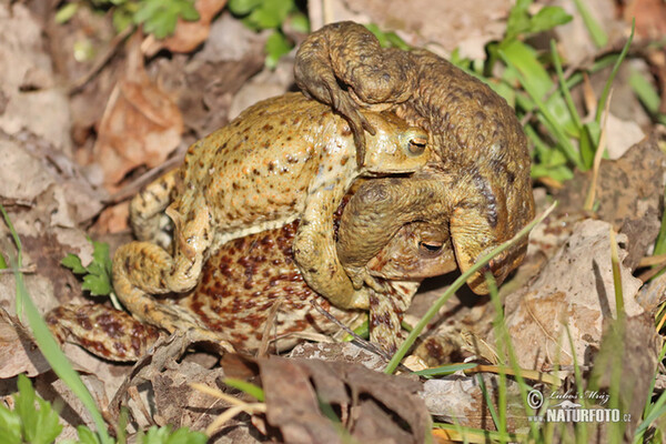 Erdkröte (Bufo bufo)