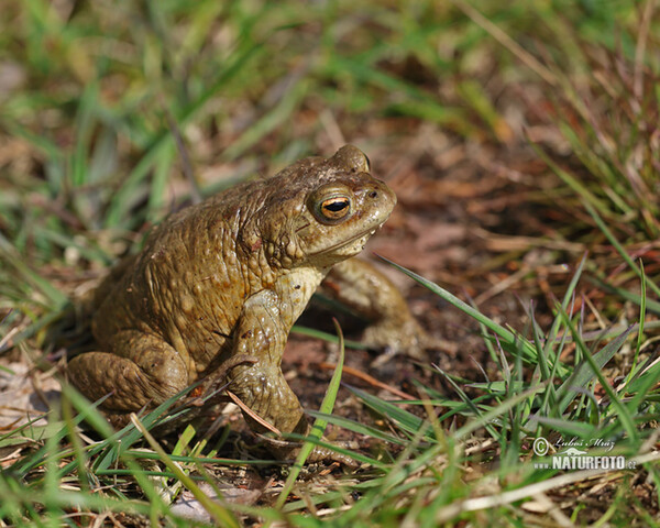 Erdkröte (Bufo bufo)