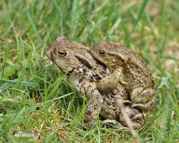 Erdkröte (Bufo bufo)