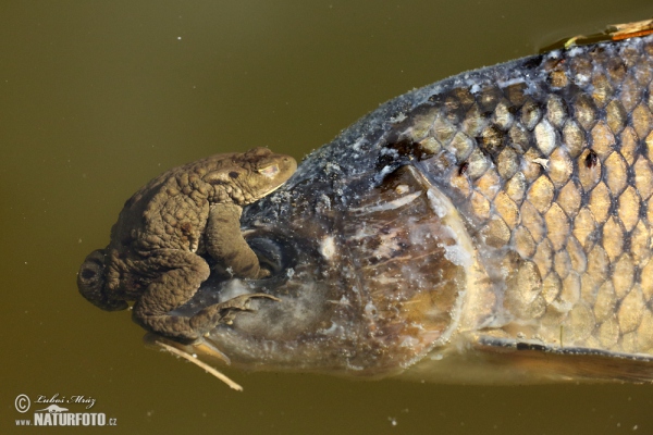 Erdkröte (Bufo bufo)