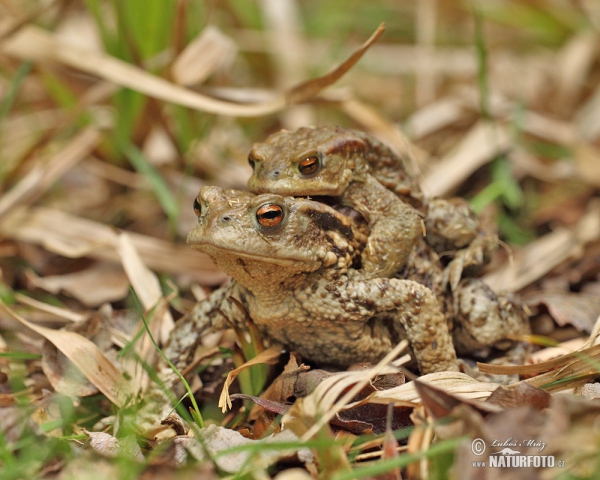 Erdkröte (Bufo bufo)