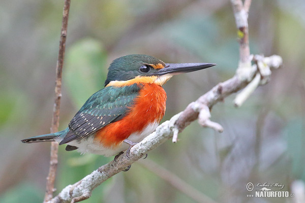 Erzfischer (Chloroceryle aenea)