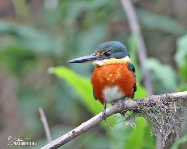 Erzfischer (Chloroceryle aenea)