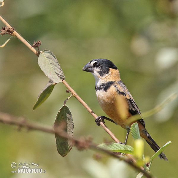 Erzpfäffchen (Sporophila collaris)