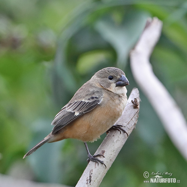 Erzpfäffchen (Sporophila collaris)