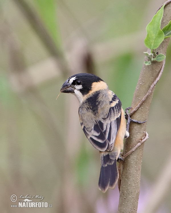 Erzpfäffchen (Sporophila collaris)