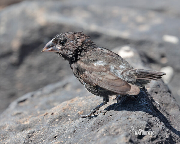 Espaňolagrundfink (Geospiza conirostris)