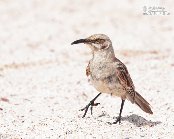 Espanolaspottedrossel (Mimus macdonaldi)