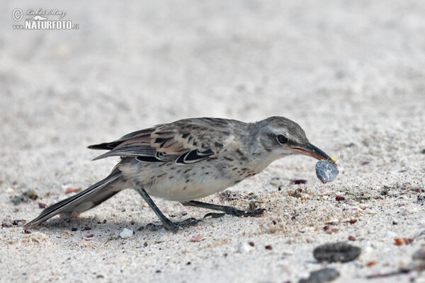 Espanolaspottedrossel (Mimus macdonaldi)