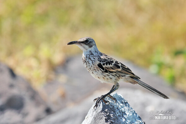 Espanolaspottedrossel (Mimus macdonaldi)