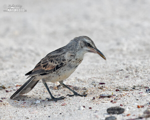 Espanolaspottedrossel (Mimus macdonaldi)