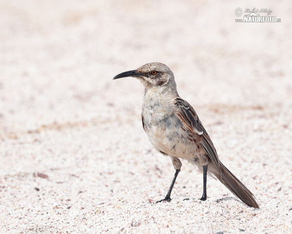 Espanolaspottedrossel (Mimus macdonaldi)