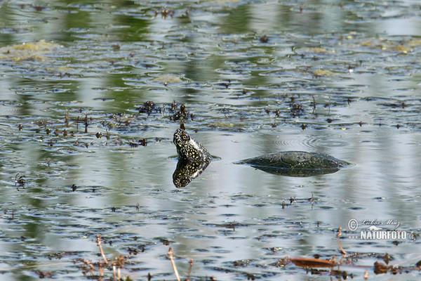 Europaische Sumpfschildkrote (Emys orbicularis)