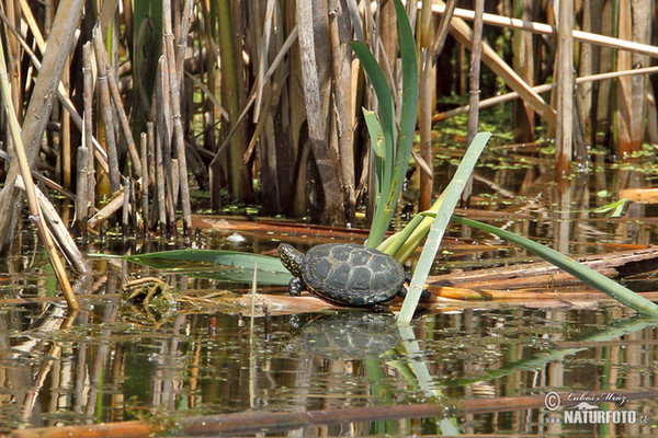 Europaische Sumpfschildkrote (Emys orbicularis)