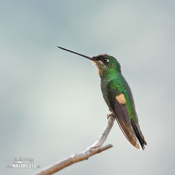 Fahlflügel-Andenkolibri (Coeligena lutetiae)