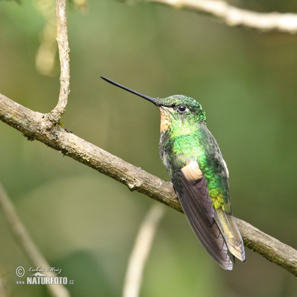 Fahlflügel-Andenkolibri (Coeligena lutetiae)