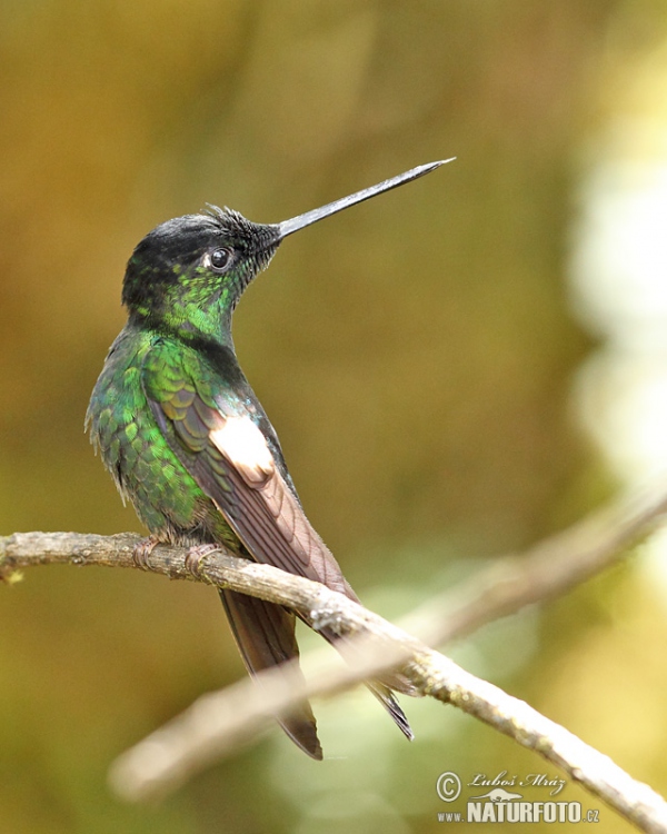 Fahlflügel-Andenkolibri (Coeligena lutetiae)