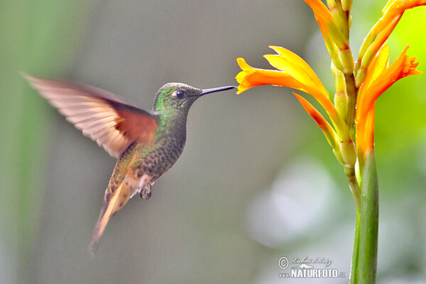 Fahlschwanzkolibri (Boissonneaua flavescens)