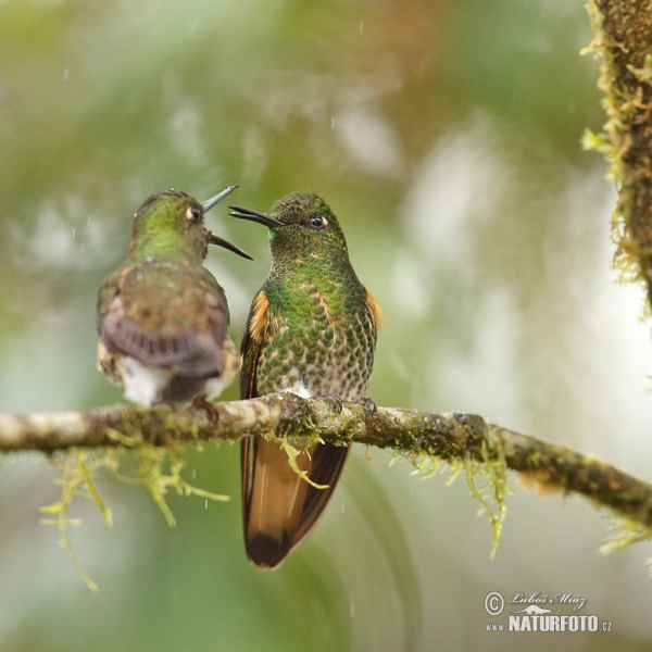 Fahlschwanzkolibri (Boissonneaua flavescens)