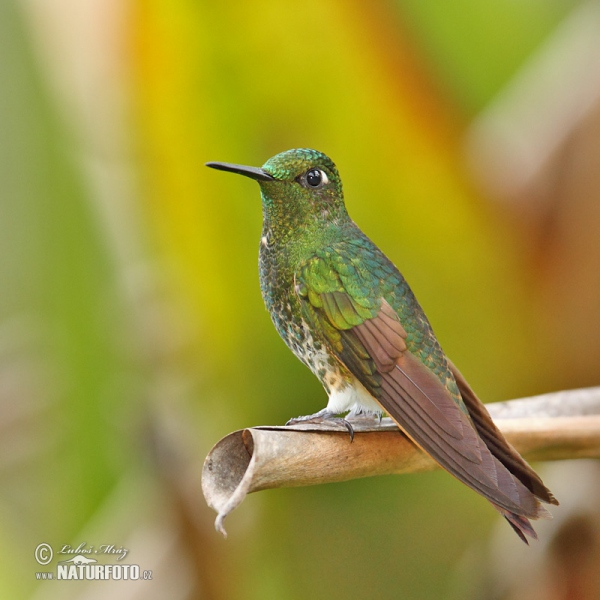 Fahlschwanzkolibri (Boissonneaua flavescens)