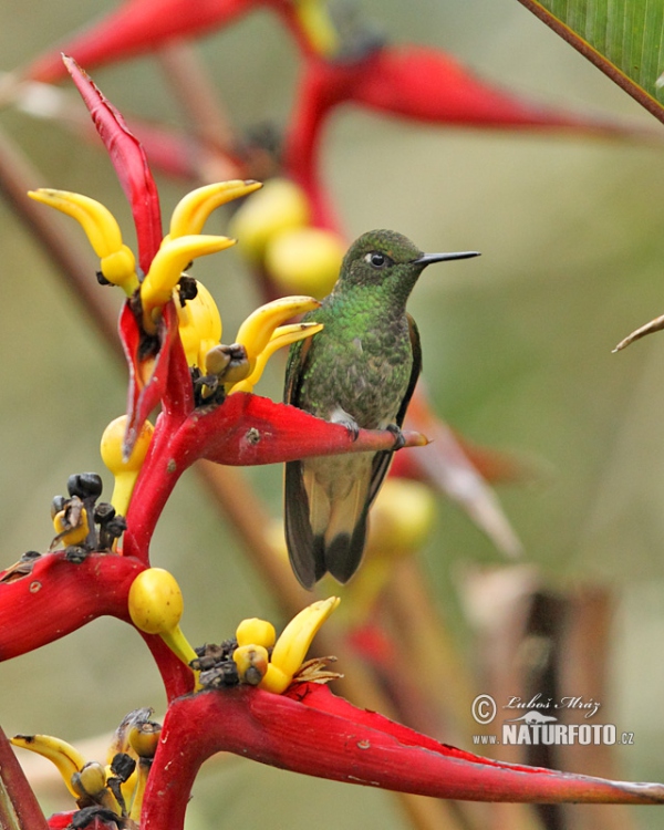 Fahlschwanzkolibri (Boissonneaua flavescens)