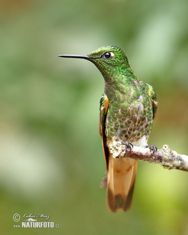 Fahlschwanzkolibri (Boissonneaua flavescens)