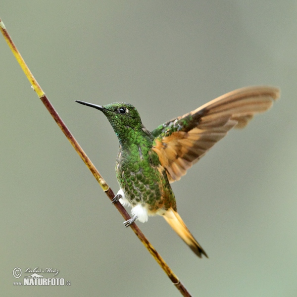 Fahlschwanzkolibri (Boissonneaua flavescens)