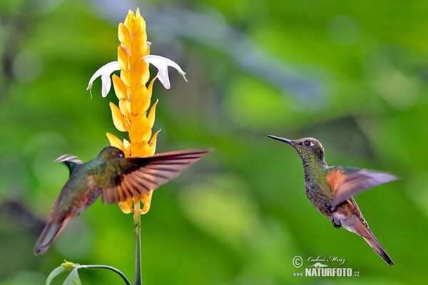 Fahlschwanzkolibri (Boissonneaua flavescens)