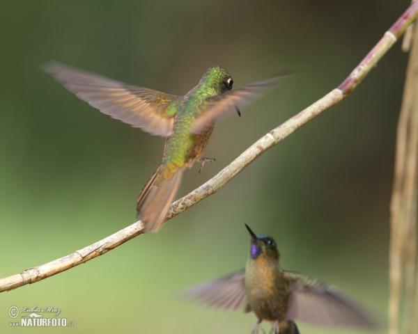 Fahlschwanzkolibri (Boissonneaua flavescens)