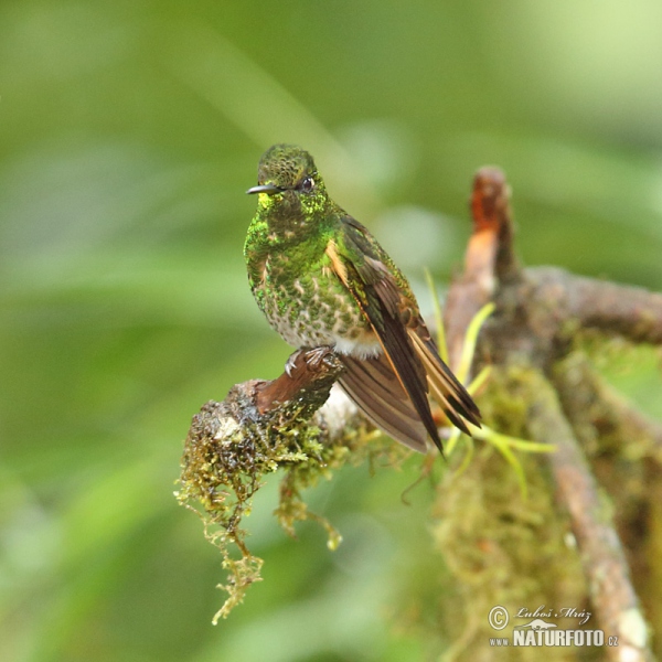 Fahlschwanzkolibri (Boissonneaua flavescens)