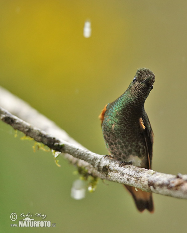 Fahlschwanzkolibri (Boissonneaua flavescens)