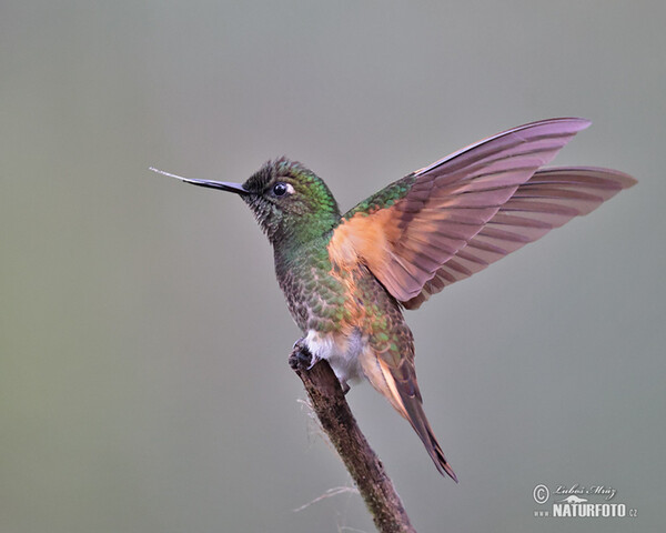 Fahlschwanzkolibri (Boissonneaua flavescens)