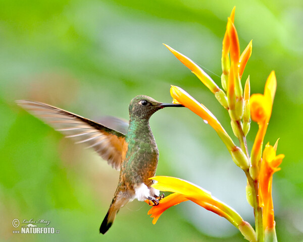 Fahlschwanzkolibri (Boissonneaua flavescens)