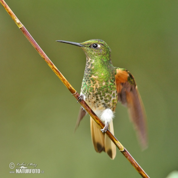 Fahlschwanzkolibri (Boissonneaua flavescens)