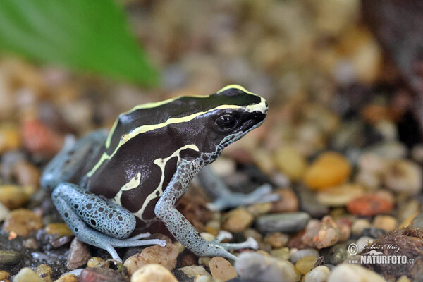 Färberfrosch (Dendrobates tinctorius Graubeiner)