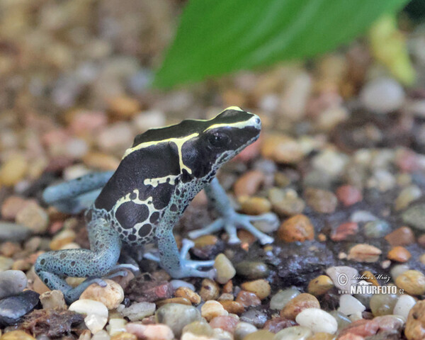 Färberfrosch (Dendrobates tinctorius Graubeiner)