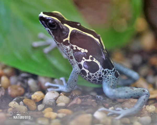 Färberfrosch (Dendrobates tinctorius Graubeiner)