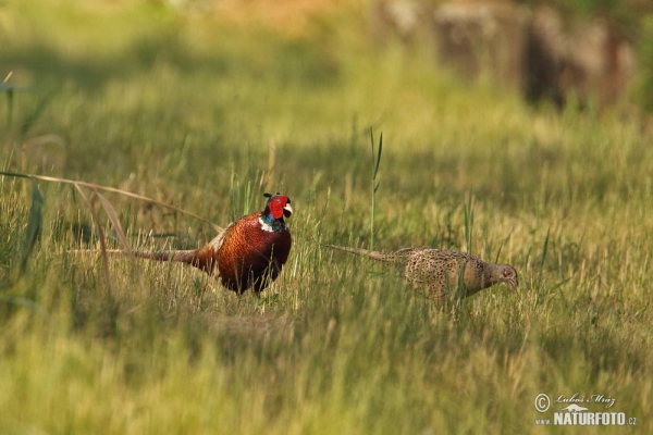 Fasan (Phasianus colchicus)