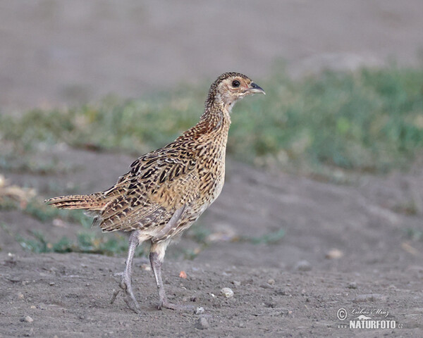Fasan (Phasianus colchicus)
