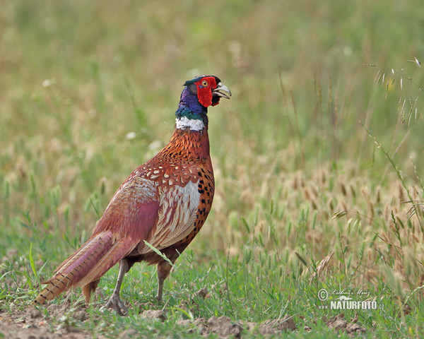 Fasan (Phasianus colchicus)