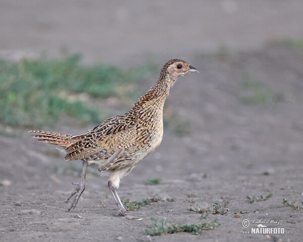 Fasan (Phasianus colchicus)