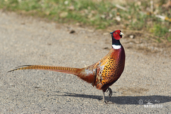 Fasan (Phasianus colchicus)