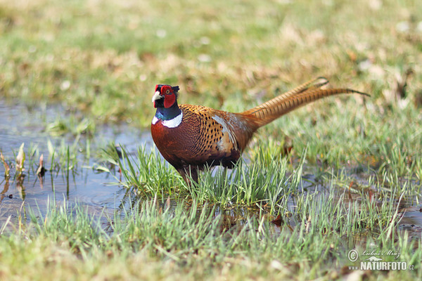 Fasan (Phasianus colchicus)